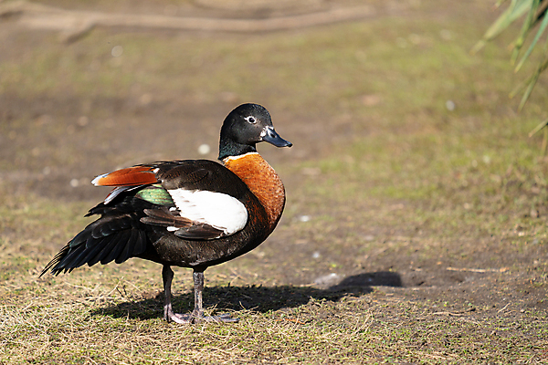 포토 JPG 해외이미지 동물 야생동물 자연 조류 오리 국립공원 종류 풍경 사람없음 환경 호주 생태계 내추럴 동물상 해외포토 공원 조형물 오세아니아 파일형식 이미지허브