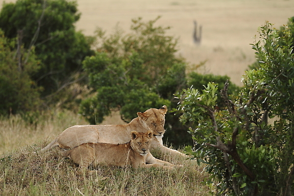 포토 JPG 해외이미지 동물 야생동물 어린이 새끼 2 포유류 아프리카 자연 놀이 엄마 생물 털 동물원 앉기 사람없음 노란색 고양이 마시기 게임 아기 못 황무지 보호 위험 사자 모피 사파리 육식동물 지역 분화구 케냐 사자자리 서식지 동쪽 내추럴 결백 동물상 사바나 암사자 해외포토 나라 컬러 컨셉 가족 모션 사람 반려동물 조형물 별자리 공구 암컷 방향 생태계 화산 파일형식 이미지허브