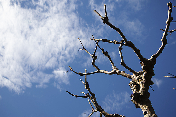 포토 JPG 해외이미지 주간 나무 식물 구름 실루엣 아시아 줄기 여행 겨울 자연 하늘 날씨 건조 동양인 풍경 사람없음 야외 목재 초록색 여름 파란색 빛 태양 뷰티 노란색 평화 환경 맑음 새벽 사막 추위 성장 가을 나뭇가지 죽음 저녁 생물학 장면 내추럴 파라다이스 수평선 해외포토 자연요소 계절 교육 나라 컬러 컨셉 재료 촬영기법 인종 야간 생태계 파일형식 이미지허브