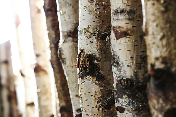 포토 JPG 해외이미지 나무 식물 계절 공원 유럽 백그라운드 낙엽 잎 겨울 농업 자연 추상 스웨덴 핀란드 풍경 사람없음 야외 목재 세로 초록색 여름 빛 햇빛 환경 정원 화목 침묵 봄 성장 흰색 나뭇가지 시골 신선 그룹 황무지 숲 나무껍질 자작나무 효과 해외포토 공공시설 나라 산업 컬러 컨셉 무늬 재료 북유럽 태양 소리 껍질 생태계 파일형식 이미지허브