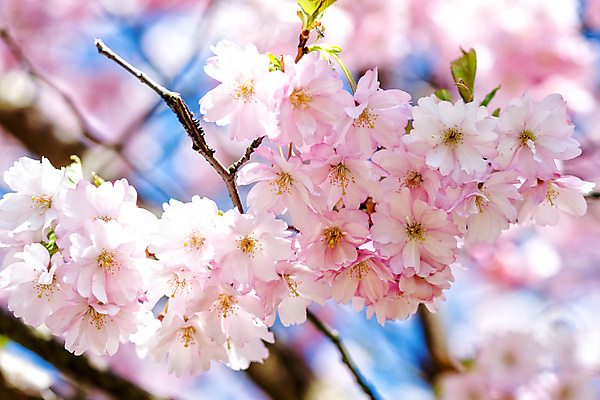 포토 JPG 해외이미지 주간 나무 사람없음 야외 봄 벚꽃 나뭇가지 해외포토 자연요소 식물 계절 꽃 파일형식 이미지허브