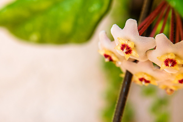 포토 JPG 해외이미지 식물 꽃잎 꽃 별 화초 분홍색 백그라운드 잎 꽃무늬 자연 사람없음 야외 장식 빨간색 초록색 컬러풀 뷰티 정원 봄 벚꽃 흰색 나뭇가지 신선 개화 닫기 향수 묘사 내추럴 왁스 벨벳 해외포토 자연요소 나무 계절 컬러 무늬 모션 화장품 실크 생태계 파일형식 이미지허브