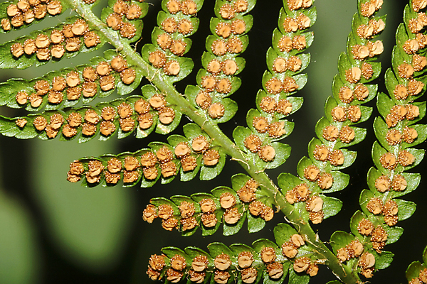 포토 JPG 해외이미지 식물 공원 유럽 야생동물 잎 자연 국립공원 사람없음 야외 환경 다양 스페인 보호 생태계 생물학 서식지 무료 보호구역 생태학 양치류 해외포토 동물 공공시설 교육 나라 다수 컨셉 구역 파일형식 이미지허브