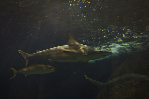 포토 JPG 해외이미지 동물 교육 백그라운드 자연 유리 동물원 어류 사람없음 물 파란색 수중 큼 탱크 상어 수족관 해외포토 자연요소 컬러 재질 수중동물 크기 생태계 파일형식 이미지허브