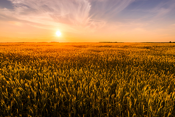 포토 JPG 해외이미지 식물 줄기 밭 농업 자연 옥수수 씨앗 풍경 사람없음 여름 빛 햇빛 태양 농장 농경지 노란색 일출 황혼 일몰 새벽 활발 성장 광선 시골 황금 저녁 낟알 땅 시리얼 밀 귀 호밀 수평선 해외포토 자연요소 계절 산업 음식 컬러 컨셉 곡류 신체부위 노을 야간 생태계 파일형식 이미지허브