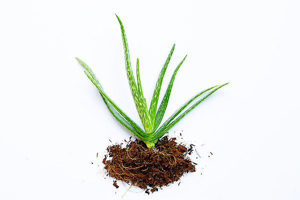 포토 JPG 해외이미지 스튜디오촬영 실내 사람없음 뷰티 흰배경 알로에 해외포토 식물 백그라운드 내부 흰색 파일형식 이미지허브