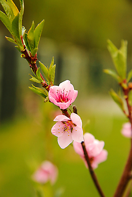포토 JPG 해외이미지 나무 식물 계절 꽃잎 꽃 분홍색 백그라운드 잎 꽃무늬 자연 하늘 새로움 사람없음 야외 초록색 컬러풀 뷰티 정원 일본 봄 성장 벚꽃 흰색 나뭇가지 신선 개화 체리 닫기 4월 순수 원예 향기 복숭아 자두 내추럴 고립 살구 해외포토 아시아 컬러 컨셉 무늬 과일 모션 취미 날짜 생태계 냄새 파일형식 이미지허브