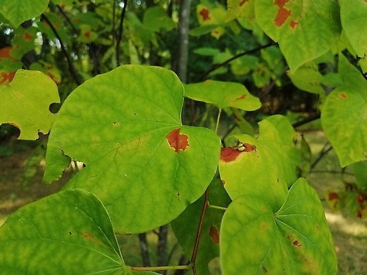 포토 JPG 해외이미지 식물 열매 음식 잎 과일 사람없음 빨간색 초록색 검은색 잡초 가시 블랙베리 식용 해외포토 컬러 파일형식 이미지허브
