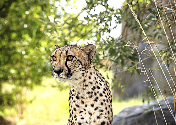 포토 JPG 해외이미지 동물 얼굴 야생동물 포유류 아프리카 자연 영국 털 동물원 사람없음 야외 고양이 황무지 닫기 보호 큼 사파리 피부 속도 귀 육식동물 사냥꾼 멸종 치타 남쪽 내추럴 고립 사바나 전국 탄자니아 해외포토 직업 유럽 나라 컨셉 모션 신체부위 반려동물 크기 방향 생태계 파일형식 이미지허브
