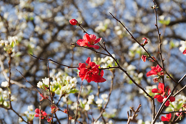 포토 JPG 해외이미지 나무 식물 꽃잎 꽃 잎 자연 사람없음 장식 빨간색 정원 일본 봄 벚꽃 나뭇가지 개화 묘사 해외포토 계절 아시아 컬러 생태계 파일형식 이미지허브