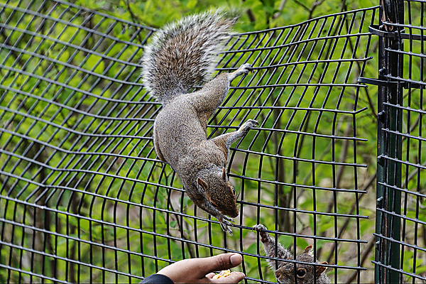 포토 JPG 해외이미지 동물 1 손 공원 야생동물 음식 패턴 포유류 손가락 자연 생물 털 사람 사람없음 야외 빨간색 초록색 갈색 금속 정원 검은색 견과류 흰색 자신감 설치류 숲 작음 먹이 모피 먹기 철 호기심 질감 다람쥐 새장 솜털 서식지 내추럴 철강 해외포토 공공시설 감정 컬러 컨셉 무늬 모션 재질 신체부위 크기 생태계 케이지 파일형식 이미지허브