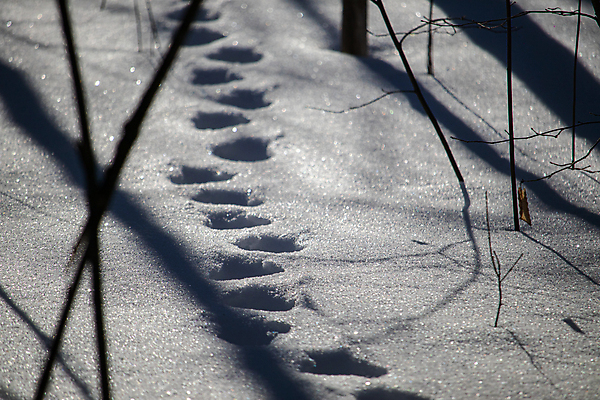 포토 JPG 해외이미지 길 야생동물 캐나다 겨울 자연 그림자 사람없음 야외 추위 흰색 숲 인쇄 그늘 발자국 증거 추적 동물상 삼림지대 자취 눈내림 해외포토 동물 계절 컬러 북아메리카 자국 모션 눈_날씨 조형물 생태계 파일형식 이미지허브