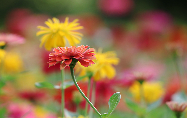 포토 JPG 해외이미지 식물 디자인 공원 꽃잎 꽃 분홍색 백그라운드 꽃무늬 패턴 밭 오렌지 자연 추상 사람없음 야외 장식 빨간색 초록색 컬러풀 뷰티 노란색 정원 봄 벚꽃 흰색 신선 원형 개화 닫기 큼 해외포토 도형 계절 공공시설 컬러 무늬 농업 과일 모션 크기 생태계 파일형식 이미지허브
