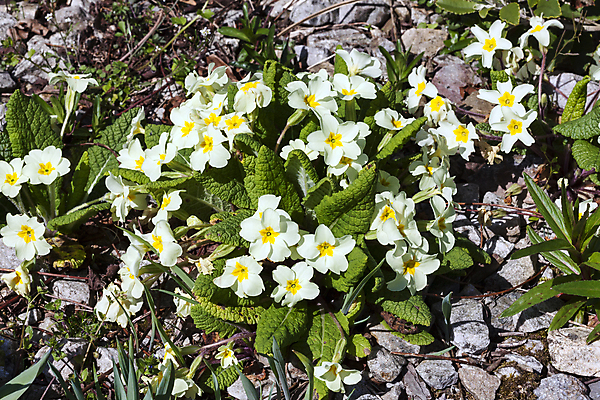 포토 JPG 해외이미지 식물 계절 꽃잎 꽃 백그라운드 겨울 꽃무늬 자연 사람없음 야외 목재 장식 가로 뷰티 노란색 정원 봄 성장 벚꽃 흰색 신선 개화 닫기 숲 원예 향기 자연백그라운드 삼림지대 프리뮬러 해외포토 나무 컬러 무늬 재료 모션 취미 생태계 냄새 파일형식 이미지허브