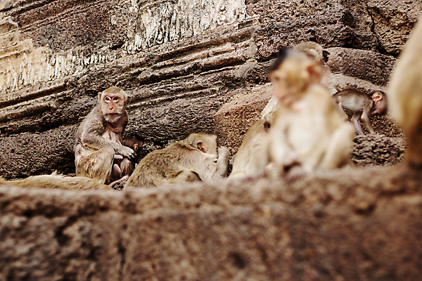 포토 JPG 해외이미지 동물 커플 응시 공원 아시아 별 음식 여행 건축양식 포유류 가족 포옹 태국 벽돌 옥수수 앉기 동양인 사람없음 야외 건물 농장 원숭이 아기 쌍 먹기 해외포토 자연요소 건축물 시선 공공시설 건축 나라 농업 관계 안기 모션 곡류 사람 인종 파일형식 이미지허브