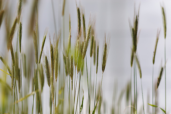 포토 JPG 해외이미지 모양 식물 계절 음식 빵 줄기 백그라운드 컨셉 밭 농업 자연 하늘 추상 건강 씨앗 풍경 사람없음 야외 여름 빛 농작물 농장 농경지 환경 빵집 수확 성장 가을 시골 신선 황금 낟알 시리얼 밀 유기농 심플 보리 밀가루 밭일 숙성 호밀 세련 해외포토 웰빙 산업 무늬 곡류 상점 가루 생태계 파일형식 이미지허브