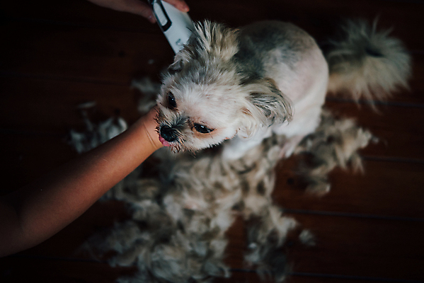 포토 JPG 해외이미지 한마리 손 응시 털 실내 들기 아웃포커스 신체부위 하이앵글 귀여움 강아지 바리깡 애견미용 애견미용사 나무배경 믹스견 해외포토 1 시선 뷰포인트 백그라운드 컨셉 모션 촬영기법 사람 내부 반려동물 뷰티 개 미용사 파일형식 이미지허브