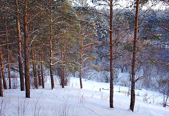 포토 JPG 해외이미지 나무 공원 유럽 길 선 크리스마스 겨울 자연 벽지 하늘 파노라마 풍경 사람없음 야외 목재 침묵 추위 흰색 소나무 숲 과수원 서리 장면 폭설 해외포토 식물 계절 공공시설 기념일 나라 컬러 농업 재료 눈_날씨 촬영기법 소리 자연재해 생태계 파일형식 이미지허브