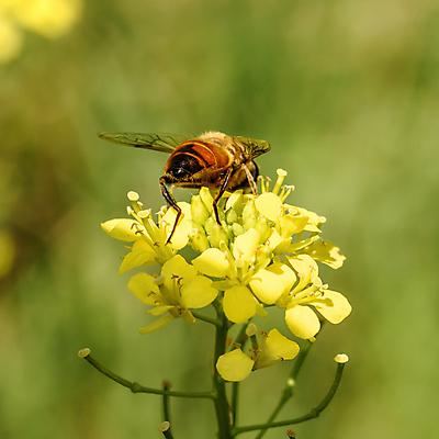 포토 JPG 해외이미지 식물 동물 꽃 야생동물 곤충 백그라운드 잎 날개 자연 사람없음 초록색 여름 노란색 정원 검은색 벌레 말벌 벌 꽃가루 꿀 해외포토 계절 컬러 벌_곤충 가루 생태계 파일형식 이미지허브