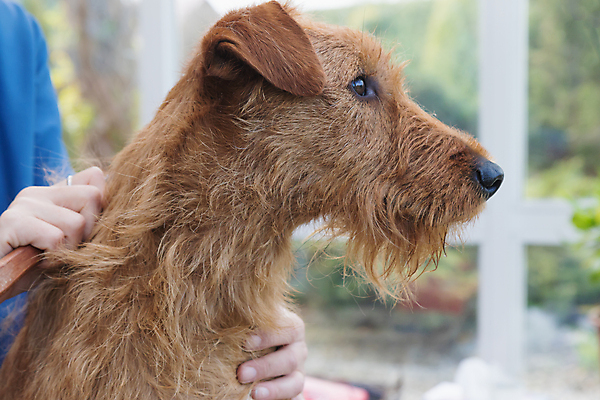 포토 JPG 해외이미지 손 실내 신체부위 반려동물 개 테리어 돌봄 애견미용 해외포토 동물 포유류 모션 사람 내부 뷰티 파일형식 이미지허브