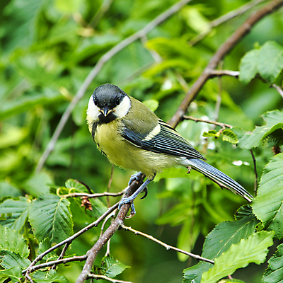포토 JPG 해외이미지 동물 한마리 유럽 야생동물 자연 조류 사람없음 야외 초록색 컬러풀 노란색 해외포토 1 나라 컬러 생태계 파일형식 이미지허브