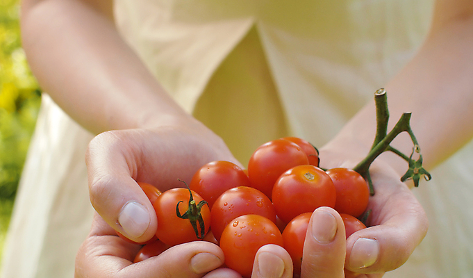 포토 JPG 해외이미지 식물 백인 계절 여자 음식 백그라운드 농업 토마토 채소 자연 건강 관리 사람없음 야외 빨간색 초록색 농장 마을 정원 시골 신선 닫기 맛 농부 먹기 유기농 날것 내추럴 밭일 생태학 숙성 채식주의자 해외포토 서양인 직업 웰빙 교육 산업 컬러 컨셉 모션 사람 생태계 채식 파일형식 이미지허브