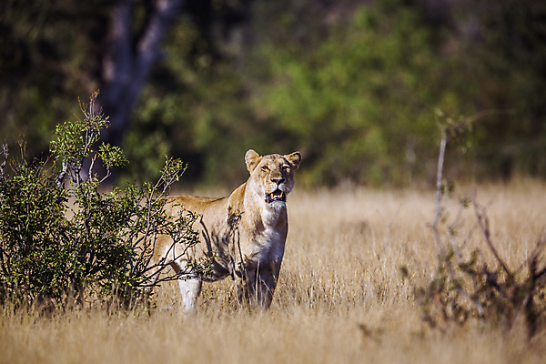 포토 JPG 해외이미지 동물 응시 여자 야생동물 포유류 아프리카 자연 국립공원 서기 풍경 사람없음 가로 관광지 고양이 황무지 보호 사자 사파리 육식동물 남아프리카 보츠와나 보호구역 사바나 암사자 해외포토 멸종위기종 시선 공원 나라 여행 컨셉 모션 사람 반려동물 암컷 생태계 구역 파일형식 이미지허브
