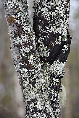 포토 JPG 해외이미지 나무 식물 디자인 공원 백그라운드 겨울 패턴 자연 벽지 추상 이끼 풍경 사람없음 야외 목재 환경 봄 성장 시골 습지 숲 버드나무 묘사 그림 질감 나무껍질 미루나무 생태학 옛날 해외포토 계절 공공시설 교육 무늬 재료 껍질 생태계 파일형식 이미지허브