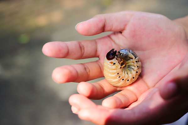 포토 JPG 해외이미지 동물 교육 지구 야생동물 곤충 백그라운드 농업 자연 낚시 사람없음 정원 흙 고통 흰색 해충 벌레 딱정벌레 원예 뿌리 먼지 포도나무 애벌레 코뿔소 미끼 내추럴 감싸기 땅바닥 땅파기 제어 끈적임 해외포토 감정 산업 컬러 포유류 모션 레저 바닥 취미 과일나무 생태계 파일형식 이미지허브