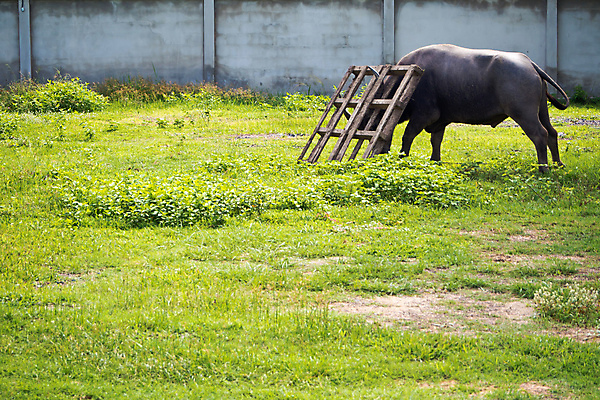 포토 JPG 해외이미지 동물 아시아 밭 농업 포유류 자연 뿔 잔디 사람없음 야외 초록색 물 반려동물 농장 가축 힘 목장 시골 큼 방목 진흙 해외포토 자연요소 식물 나라 산업 컬러 축산업 크기 생태계 파일형식 이미지허브