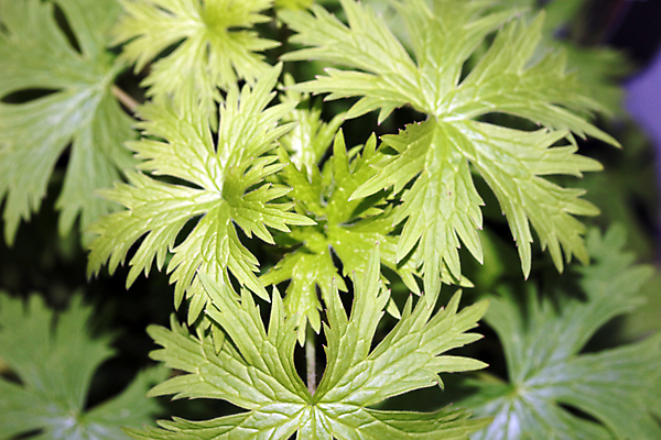 포토 JPG 해외이미지 식물 꽃 음식 잎 패턴 농업 채소 재료 자연 실내 건강 요리 사람없음 장식 초록색 약 신선 고명 양념 맛 냄비 큼 먹기 허브 향신료 시작 유기농 원예 질감 매움 날것 향 아로마테라피 내추럴 바이오 세이지 옛날 이국적 채식주의자 비건 해외포토 웰빙 산업 컬러 컨셉 무늬 의학 모션 취미 내부 솥 크기 생태계 채식 테라피 향미료 파일형식 이미지허브