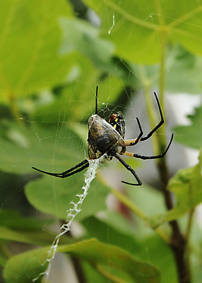 포토 JPG 해외이미지 나무 식물 동물 공원 야생동물 곤충 잎 자연 생물 사람없음 야외 초록색 여름 노란색 정원 검은색 웹 원형 닫기 벌레 먹이 과수원 먹기 유기농 원예 육식동물 거미 무화과 내추럴 제어 해외포토 도형 웰빙 계절 공공시설 컬러 농업 인터넷 과일 모션 취미 생태계 파일형식 이미지허브