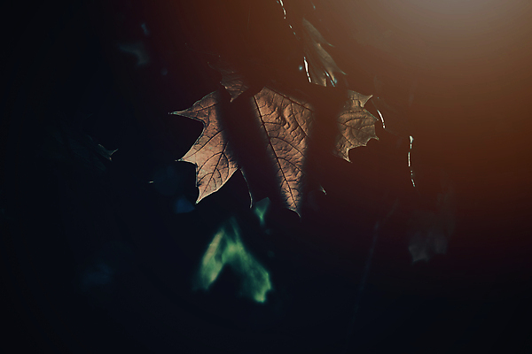 포토 JPG 해외이미지 나무 식물 계절 공원 백그라운드 잎 자연 날씨 따뜻함 사람없음 야외 빨간색 초록색 빛 뷰티 갈색 노란색 정원 검은색 가을 나뭇가지 황금 숲 빛망울 내추럴 해외포토 공공시설 컬러 생태계 파일형식 이미지허브