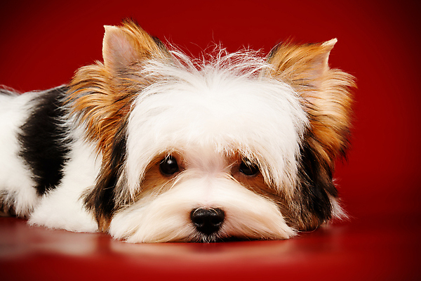 포토 JPG 해외이미지 동물 1 행복 새끼 백그라운드 새로움 털 사람없음 빨간색 반려동물 귀여움 검은색 거울 흰색 개 달콤 강아지 작음 요크셔테리어 테리어 활 솜털 송곳니 기르기 비버 삼색 해외포토 감정 컬러 컨셉 포유류 맛 치아 크기 돌봄 파일형식 이미지허브