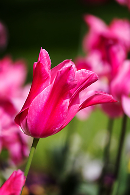 포토 JPG 해외이미지 꽃잎 꽃 백그라운드 잎 사람없음 야외 정원 튤립 떨어짐 전경 해외포토 식물 컨셉 풍경 파일형식 탑뷰 이미지허브