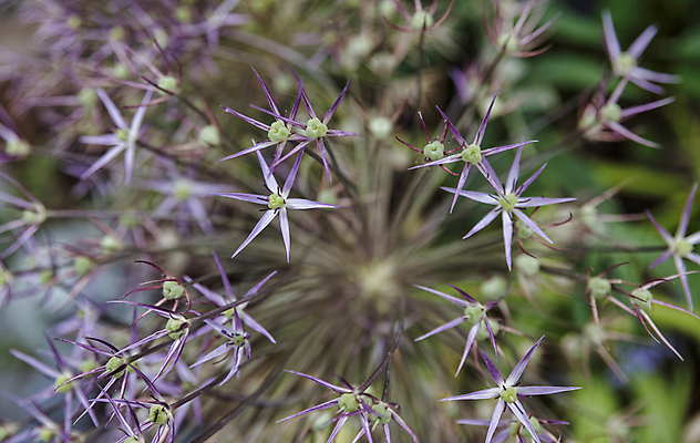 포토 JPG 해외이미지 식물 꽃 백그라운드 꽃무늬 양파 사람없음 뷰티 정원 벚꽃 물방울 개화 소프트포커스 빗방울 제비꽃 해외포토 무늬 채소 촬영기법 비_날씨 파일형식 이미지허브