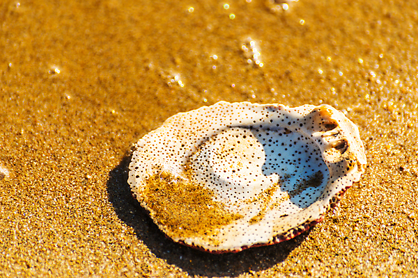 포토 JPG 해외이미지 디자인 모래 파도 바다 섬 여행 백그라운드 패턴 휴가 조개 휴식 풍경 해변 사람없음 야외 물 여름 파란색 햇빛 태양 뷰티 맑음 거품 껍질 황금 소라 휴양지 질감 내추럴 이국적 특별함 파라다이스 카피스페이스 해외포토 자연요소 계절 컬러 컨셉 무늬 날씨 어패류 공백 장소 파일형식 이미지허브