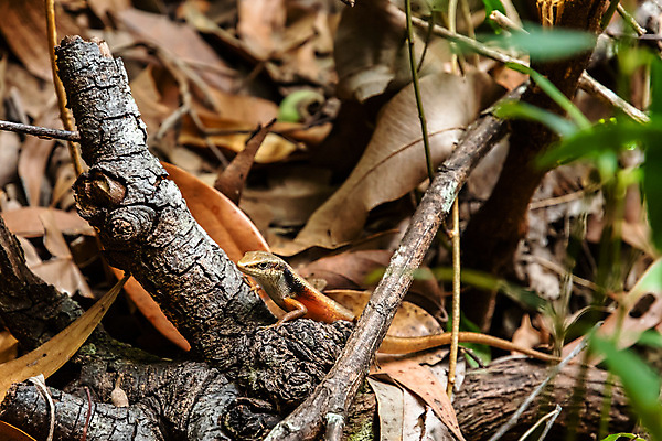 포토 JPG 해외이미지 식물 동물 공원 야생동물 섬 파충류 자연 사람없음 야외 빨간색 초록색 환경 흰색 호주 작음 생태계 생물학 도마뱀 암초 내추럴 동물상 생태학 전국 파라다이스 해외포토 공공시설 교육 컬러 조형물 오세아니아 크기 파일형식 이미지허브