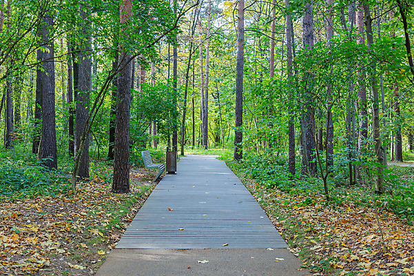 포토 JPG 해외이미지 주간 식물 계절 공원 도로 길 백그라운드 잎 오렌지 자국 자연 풍경 사람없음 야외 초록색 노란색 걷기 환경 정원 산책 가을 보행자 황금 오솔길 11월 장면 10월 내추럴 그리너리 해외포토 자연요소 공공시설 컬러 과일 교통시설 모션 휴식 날짜 생태계 파일형식 트랜드컬러 이미지허브