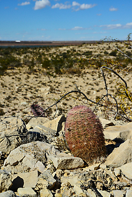 포토 JPG 해외이미지 식물 꽃 분홍색 백그라운드 무지개 자연 날씨 선인장 건조 사람없음 컬러풀 사막 신선 뜨거움 가시 냄비 정상 척추 고슴도치 내추럴 해외포토 자연요소 컬러 포유류 뼈 솥 생태계 파일형식 이미지허브