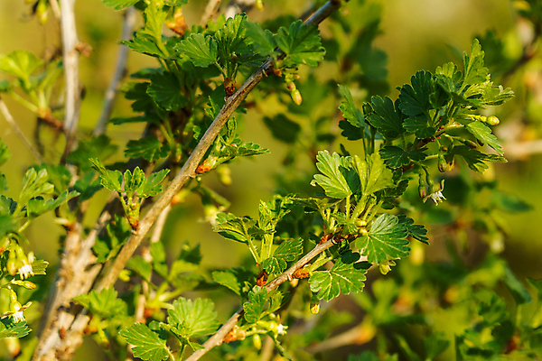 포토 JPG 해외이미지 나무 식물 계절 열매 꽃 곤충 백그라운드 잎 사람없음 초록색 뷰티 농장 갈색 노란색 정원 봄 벚꽃 나뭇가지 신선 해충 관목 묘사 원예 내추럴 건포도 구스베리 총쏘기 화학물질 해외포토 동물 컬러 농업 모션 포도 취미 화학 벌레 건과일 파일형식 이미지허브