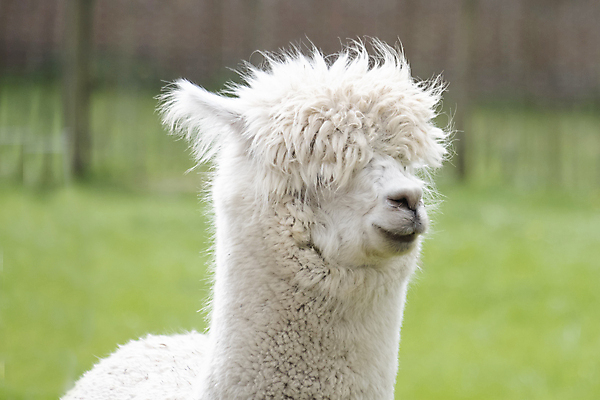 포토 JPG 해외이미지 동물 응시 얼굴 백그라운드 밭 농업 포유류 포옹 자연 털 사람없음 야외 농장 갈색 머리 사진촬영 가축 흰색 시골 표현 닫기 선택 모피 유기농 목 솜털 양모 라마 밭일 알파카 이국적 해외포토 웰빙 시선 산업 컬러 컨셉 안기 모션 신체부위 촬영 직물 생태계 파일형식 이미지허브