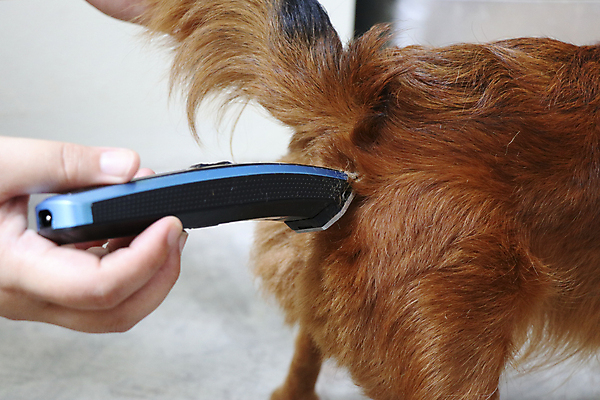 포토 JPG 해외이미지 한마리 손 실내 들기 신체부위 잡기 강아지 치와와 바리깡 애견미용 애견미용사 해외포토 1 모션 사람 내부 반려동물 뷰티 개 미용사 파일형식 이미지허브