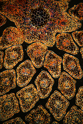 포토 JPG 해외이미지 식물 과학 잎 교통시설 사람없음 물 성장 횡단보도 확대 작음 생물학 침엽수 얇은 가문비나무 해외포토 자연요소 나무 교육 교통 보행로 크기 시설 파일형식 이미지허브
