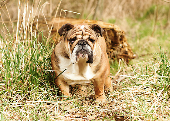 포토 JPG 해외이미지 동물 응시 행복 얼굴 포유류 관계 모션 자연 안내 사랑 서기 성인 사람없음 야외 반려동물 뷰티 갈색 걷기 검은색 우정 성장 주름 개 강아지 작음 불독 몸단장 송곳니 기르기 동반자 유래 특별함 해외포토 시선 감정 컬러 컨셉 사람 신체부위 친구 치아 크기 생태계 돌봄 파일형식 이미지허브
