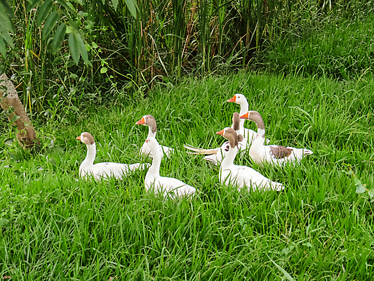 포토 JPG 해외이미지 동물 야생동물 백그라운드 밭 자연 조류 잔디 사람없음 야외 초록색 여름 반려동물 농장 환경 흰색 시골 깃털 부리 목 거위 내추럴 밭일 해외포토 식물 계절 컬러 농업 신체부위 생태계 파일형식 이미지허브