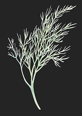 포토 JPG 해외이미지 식물 손 음식 백그라운드 잎 다이어트 채소 일러스트 재료 자연 수채화 건강 요리 미술 사람없음 초록색 여름 정원 어둠 페인트 샐러드 나뭇가지 신선 양념 조미료 스케치 다발 먹기 허브 향신료 오브젝트 그림 유기농 날것 향 내추럴 고립 딜 채식주의자 회향 현실 비건 해외일러스트 나무 웰빙 계절 컬러 모션 문화예술 신체부위 생태계 채식 향미료 파일형식 이미지허브