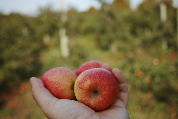 포토 JPG 해외이미지 나무 손 계절 음식 잎 과일 자연 건강 사람 잔디 사람없음 가로 빨간색 초록색 여름 햇빛 정원 수확 성장 광선 가을 나뭇가지 신선 잡기 칼날 선택 달콤 사과 큼 나무상자 과수원 수집 내추럴 밭일 숙성 줄서기 해외포토 식물 컬러 컨셉 농업 모션 신체부위 상자 태양 맛 크기 생태계 파일형식 이미지허브