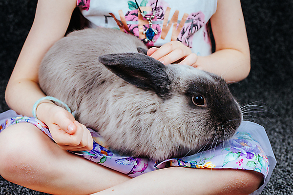 포토 JPG 해외이미지 여자 어린이 백그라운드 부활절 수염 털 사람없음 맑음 회색 토끼 관찰 잡기 호주 모피 자르기 귀 부드러움 솜털 경보 고립 기르기 타격 카피스페이스 해외포토 기념일 컬러 포유류 모션 날씨 사람 신체부위 반려동물 공백 감각 오세아니아 돌봄 파일형식 이미지허브