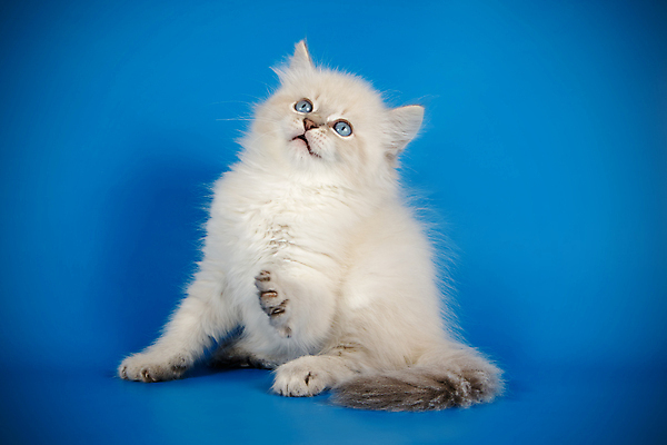 포토 JPG 해외이미지 한마리 사람없음 파란색 반려동물 고양이 네바마스커레이드 해외포토 동물 1 컬러 포유류 파일형식 이미지허브